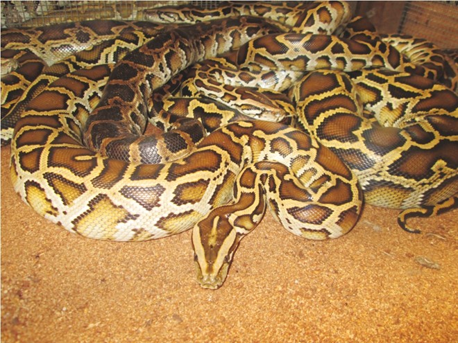 trăn hồng phúc.JPG